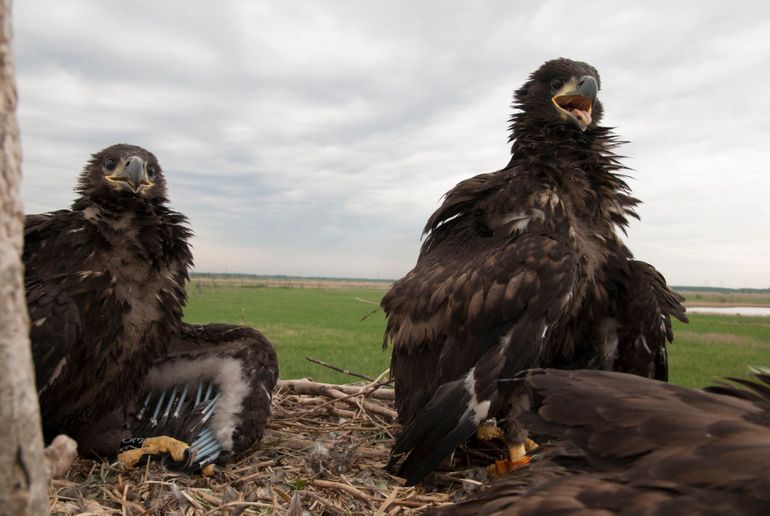 Jonge zeearenden worden geringd, mei 2014