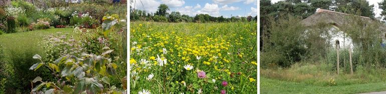 Wat voorbeelden van maatregelen: bloementuin, bloemenweide en natuurlijke erfafscheiding