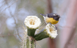 Bananaquit - bijgesneden voor lead