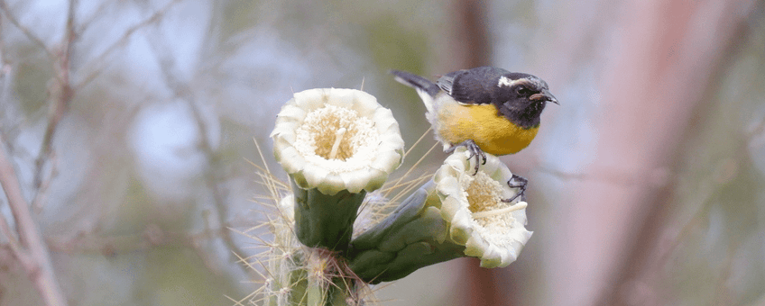 Bananaquit - bijgesneden voor lead