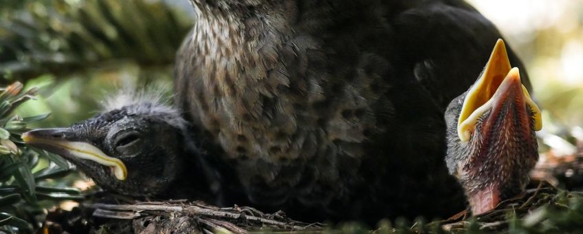 Nature Today | Een kijkje de merel