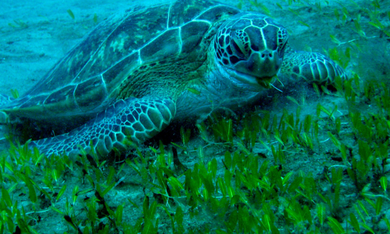 Green sea turtle