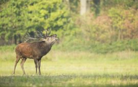 Bob Luijks, Natuurportret Edelhert