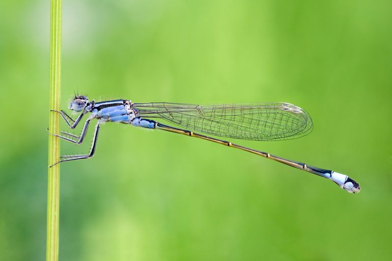 The Blue-tailed damselfly (Ischnura elegans)