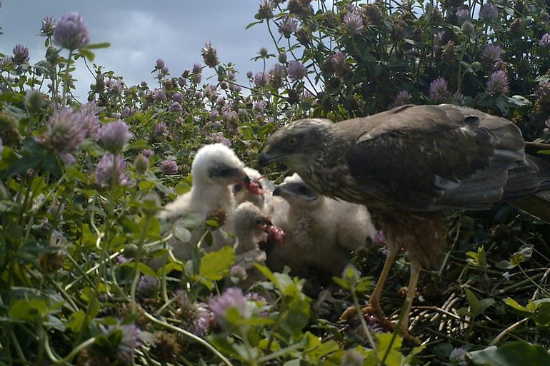 Mannetje bruine kiekendief verdeelt prooistukken aan de jongen, 12 juli 2019