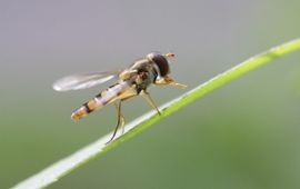 Episyrphus balteatus, Snorzweefvlieg