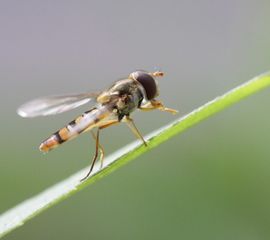 Episyrphus balteatus, Snorzweefvlieg
