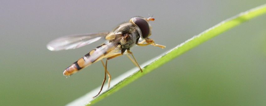 Episyrphus balteatus, Snorzweefvlieg