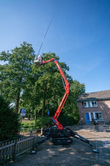 Verwijdering nest hoornaar