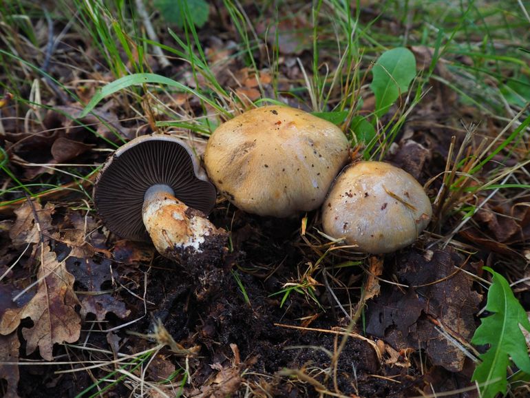 Olijfkleurige gordijnzwammen op hun oude locatie in de Staatsbossen van Schoorl