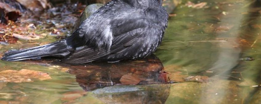 Merel in water