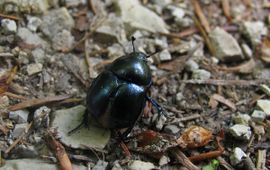 Trypocopris vernalis. Voorjaarsmestkever