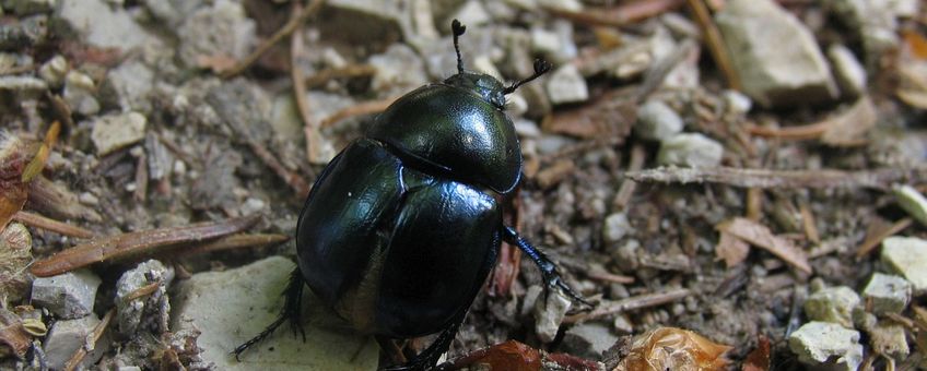 Trypocopris vernalis. Voorjaarsmestkever