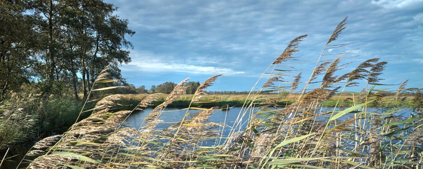 landschap met riet