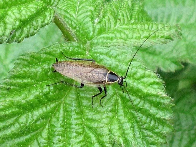 Het mannetje van de boskakkerlak heeft vleugels en een zwart halsschild met een witte zoom