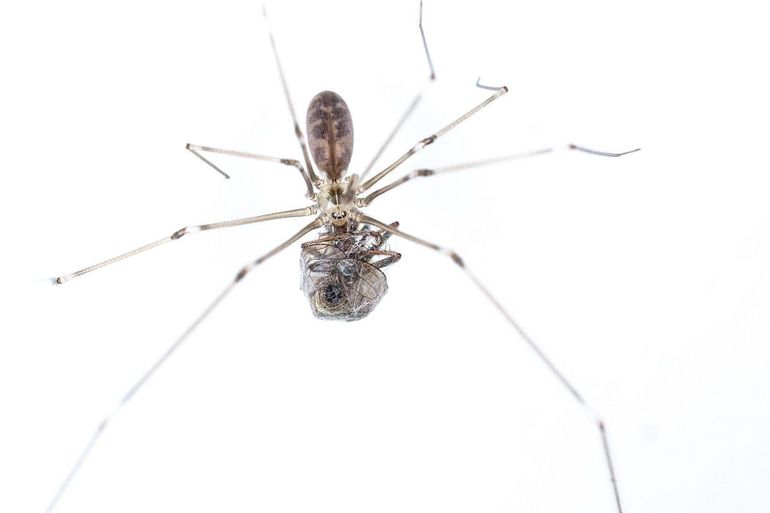 Grote trilspinnen zijn gewenst gespuis in huis, lekker laten hangen