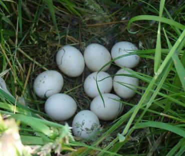 Velduilnest in grasland bij Wergea 