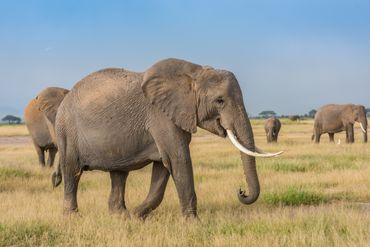 Olifanten in Amboseli National Park, Kenia