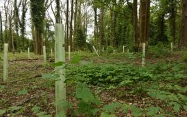 De kwaliteit van bossen wordt onder andere vernieuwd door de aanplant van bomen die beter tegen droogte kunnen