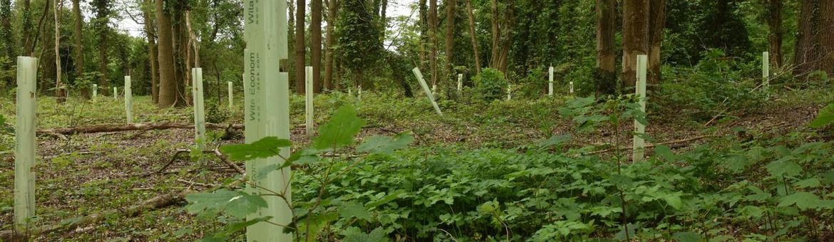 De kwaliteit van bossen wordt onder andere vernieuwd door de aanplant van bomen die beter tegen droogte kunnen