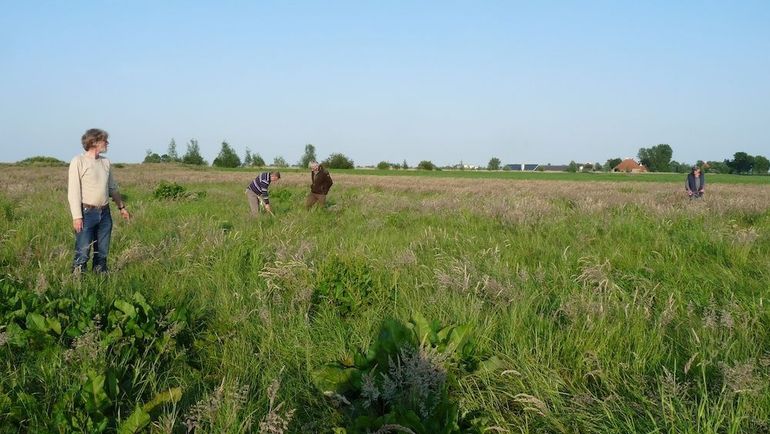 Beschermers speuren naar een velduilnest in grasland 