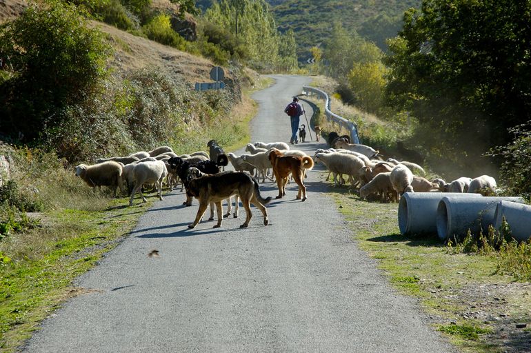 Bescherming van de kudde schapen met honden: nog steeds praktijk in Zuid-Europa