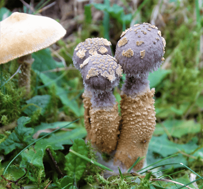 Korrelig dikpootje op de Okergele korrelhoed