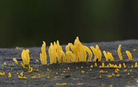 Calocera cornea, Geel hoorntje
