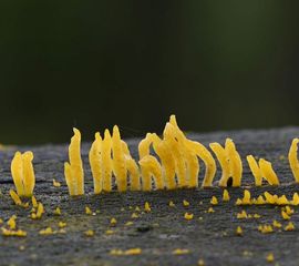 Calocera cornea, Geel hoorntje