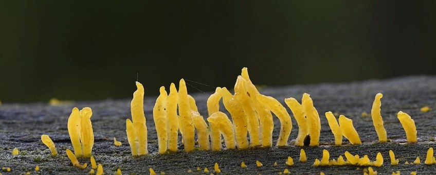 Calocera cornea, Geel hoorntje
