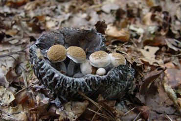 Grofplaatrussula met Poederzwamgasten