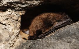 Baardvleermuis. Myotis mystacinus