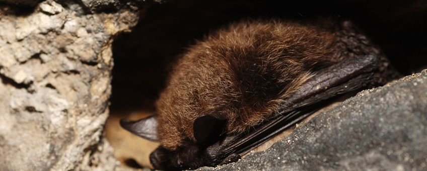 Baardvleermuis. Myotis mystacinus