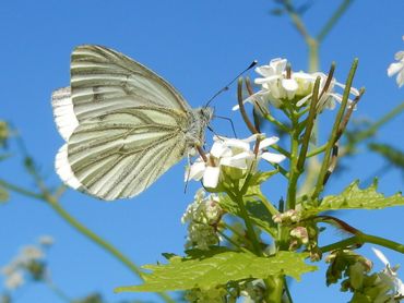 In kwartiertellingen geef je alle vlinders die je ziet door, ook gewone soorten als dit klein geaderd witje