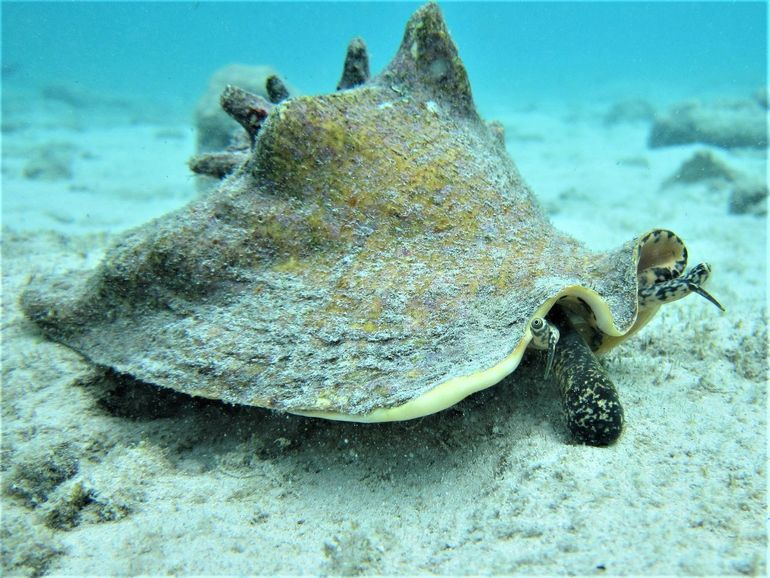 Adult queen conch