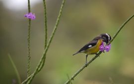 Bananaquit drinking  from flower