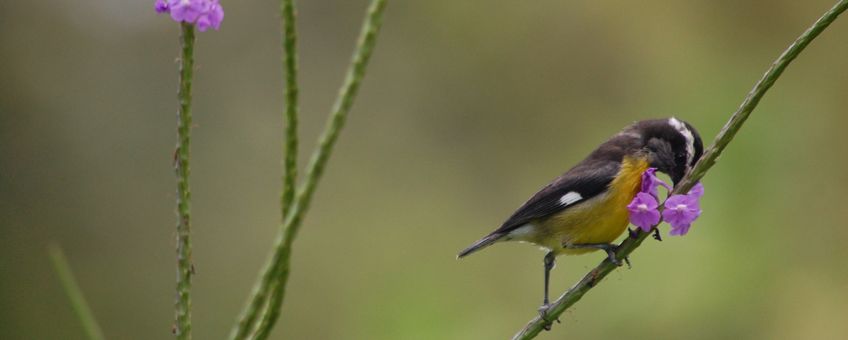 Bananaquit drinking  from flower