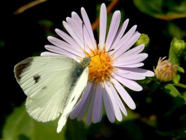 Een mannetje van het scheefbloemwitje in september op herfstaster