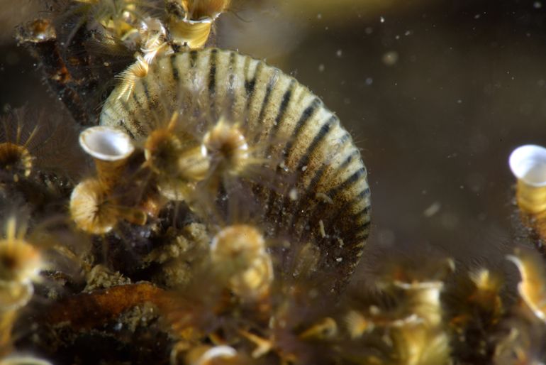 Onderwaterbeeld uit het Noordzeekanaal, 11 oktober 2018. Rondom de levende traliemossel zijn de typerende lege kokeruiteinden te zien van de Trompetkalkkokerworm, evenals de uitgespreide tentakels van nog levende wormen