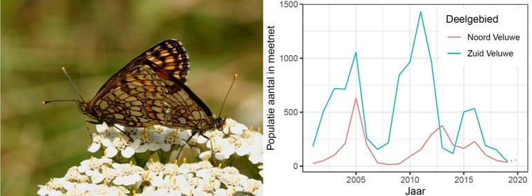 Trends van de bosparelmoervlinder op de Veluwe, noord en zuid