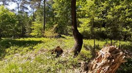 multifunctioneel bos - primair