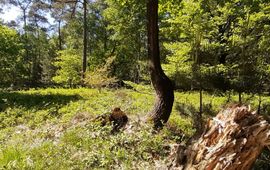 Michiel Wallis de Vries multifunctioneel bos - primair