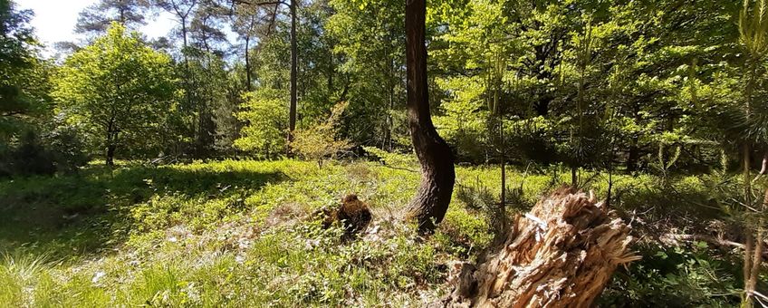 multifunctioneel bos - primair