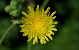Saxifraga-Jan van der Straaten Gewone melkdistel