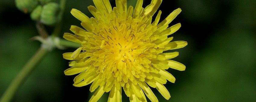 Gewone melkdistel