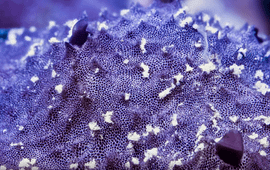 Screenshot from time-lapse of the Indo-Pacific sponge Chelonaplysilla sp. Credit: Daniel Stoupin (Current Biology Kornder et al.)