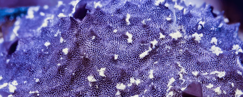 Screenshot from time-lapse of the Indo-Pacific sponge Chelonaplysilla sp. Credit: Daniel Stoupin (Current Biology Kornder et al.)