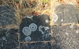 Gras en korstmossen op de stoep