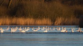 Bewick's swans in the water