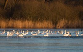 Bewick's swans in the water